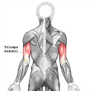 Triceps-brachii.jpg
