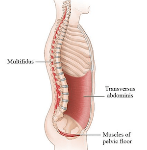 Multifidus Oefeningen En Behandeling | Fysiotherapie4all